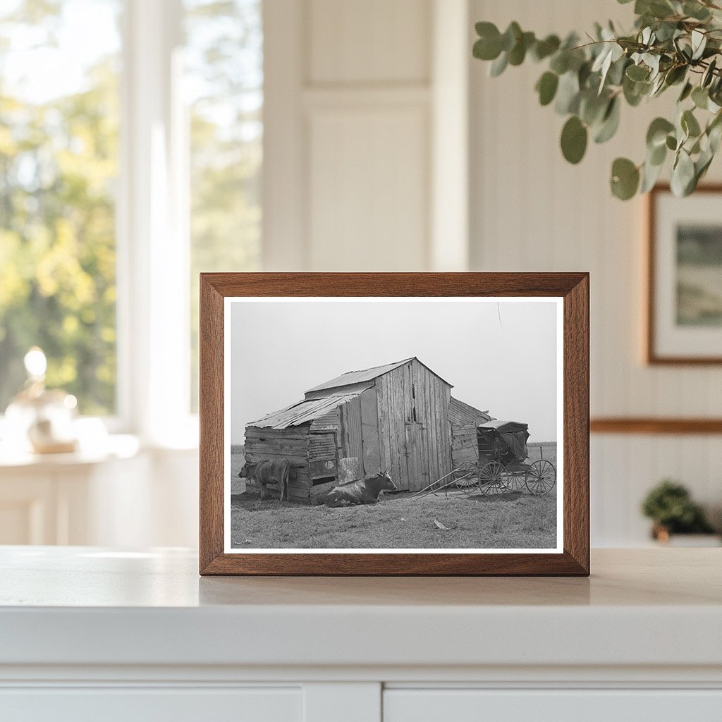 Vintage Barn Cow and Buggy in Lafayette Louisiana 1938