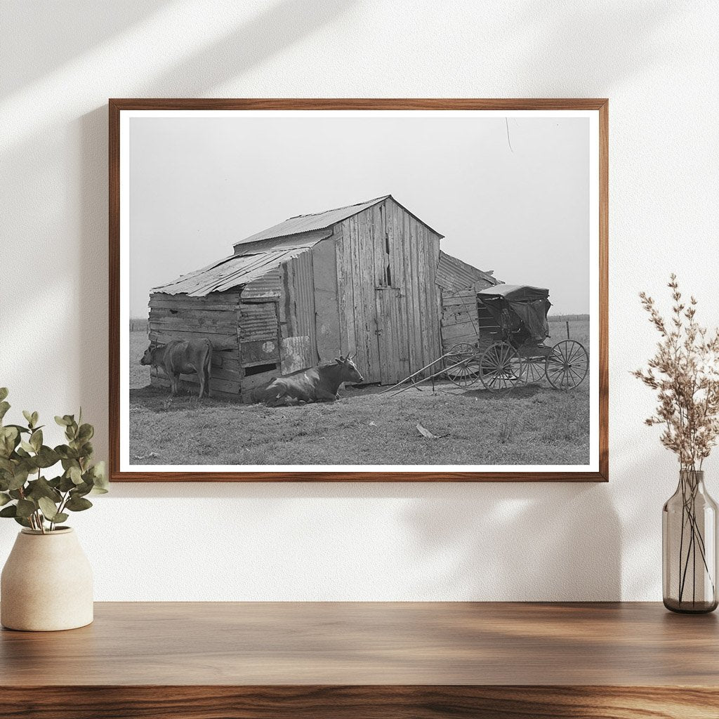 Vintage Barn Cow and Buggy in Lafayette Louisiana 1938