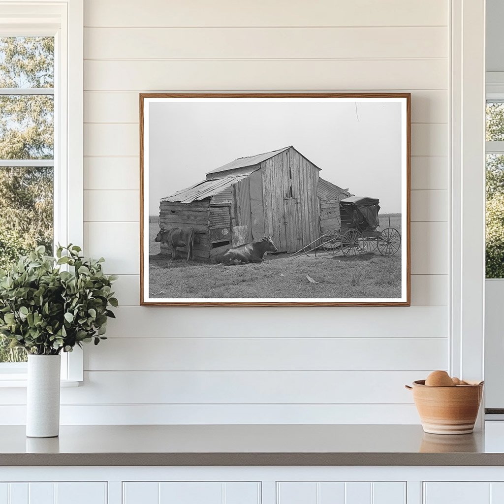 Vintage Barn Cow and Buggy in Lafayette Louisiana 1938