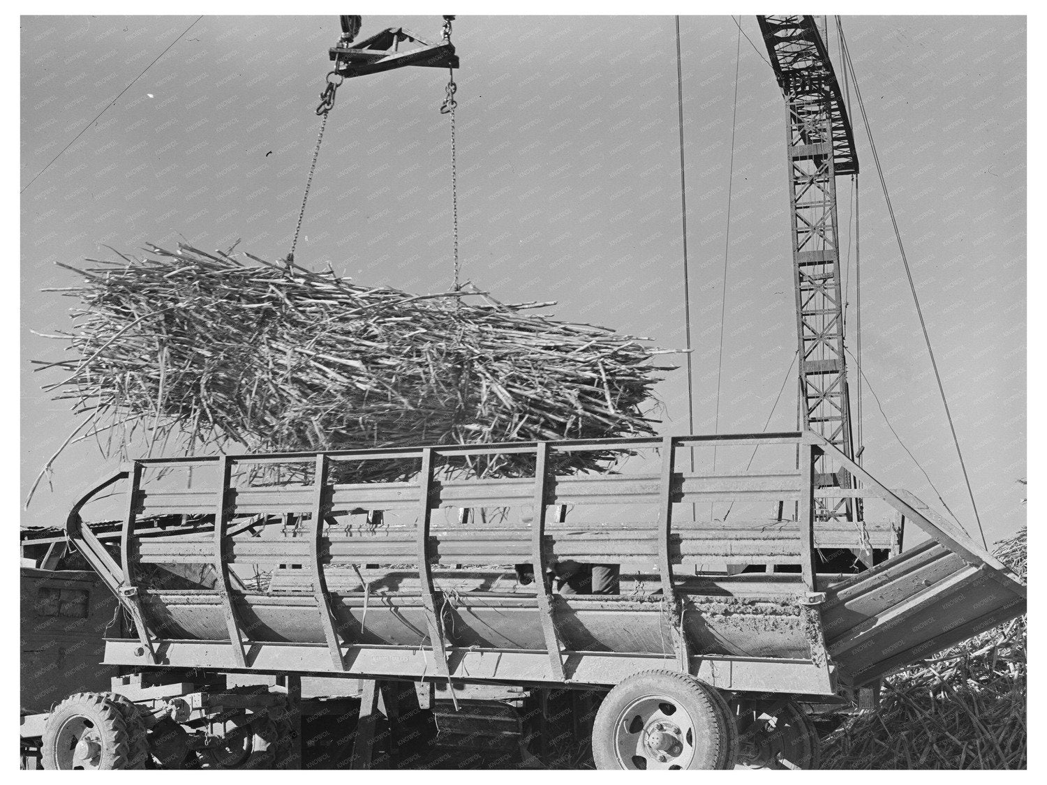 Sugarcane Unloading at Louisiana Sugar Mill 1938