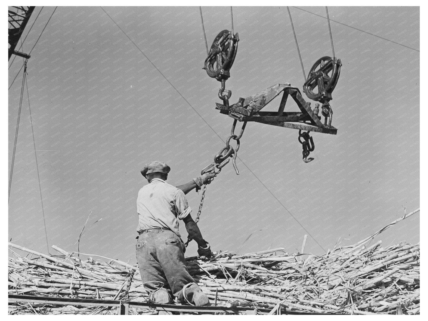 Man Hoisting Sugarcane at Louisiana Sugar Mill 1938