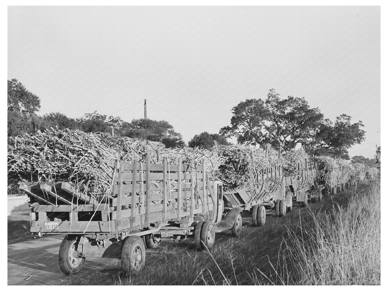 Trucks Loaded with Sugarcane in Louisiana October 1938