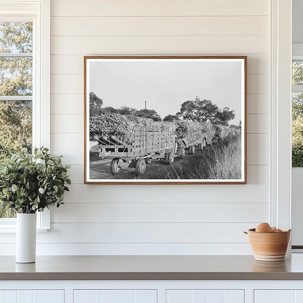 Trucks Loaded with Sugarcane in Louisiana October 1938