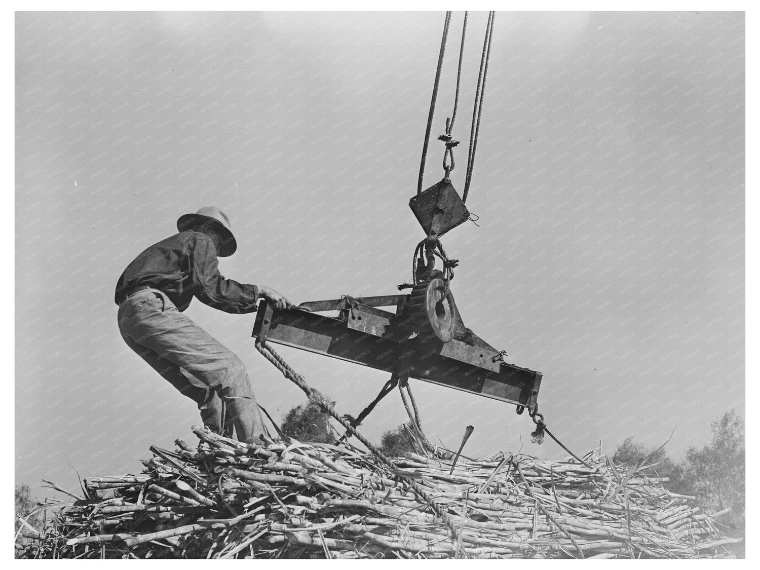 Workers Hoisting Sugarcane Bundles Louisiana 1938