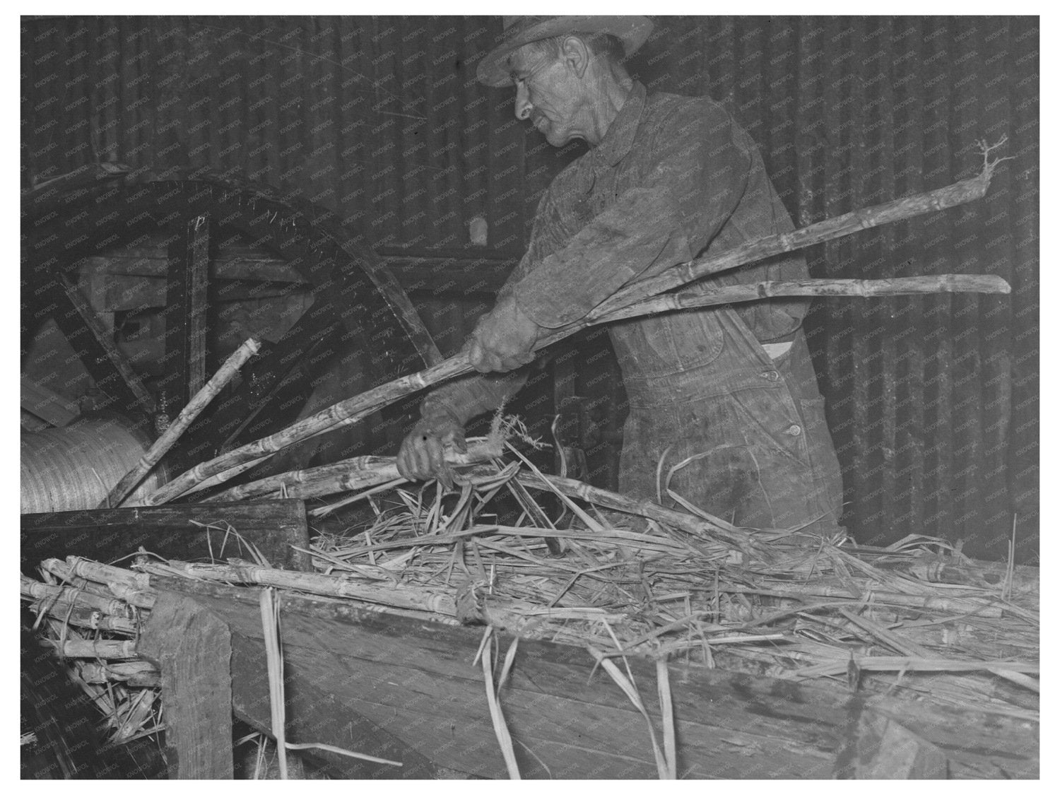 Workers Feeding Sugarcane at Louisiana Sugar Mill 1938
