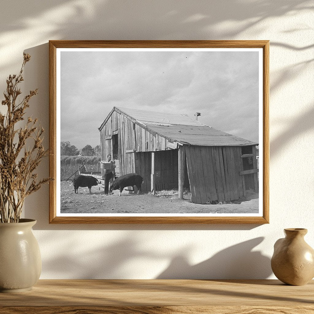 M LaBlanc Transporting Corn for Hogs Morganza Louisiana 1938