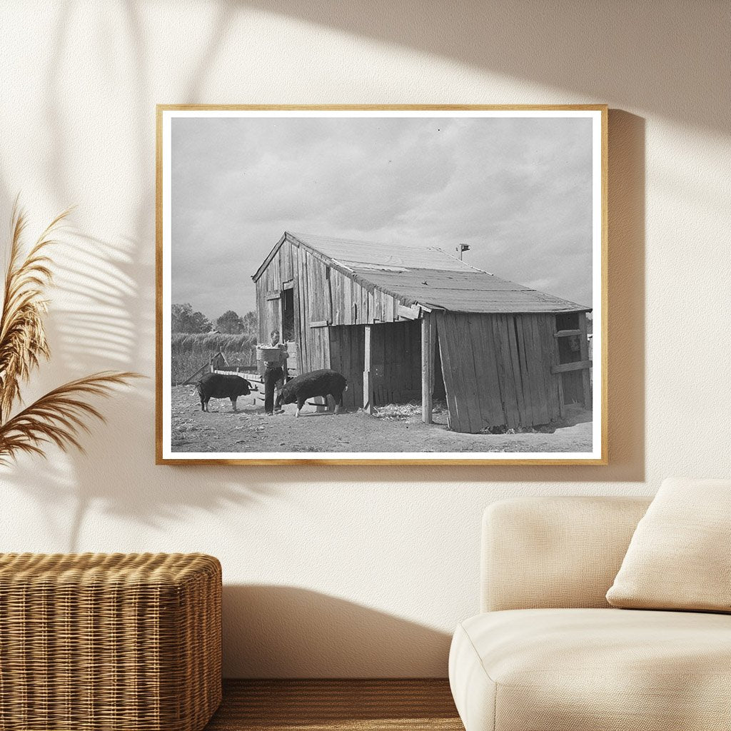 M LaBlanc Transporting Corn for Hogs Morganza Louisiana 1938