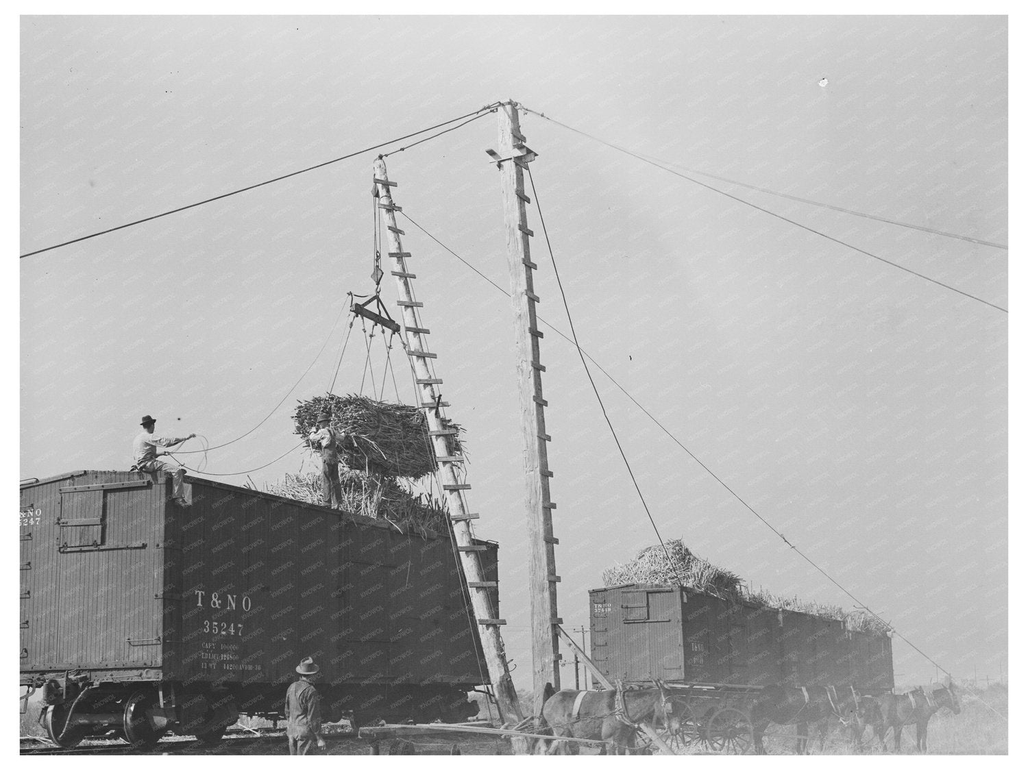 Sugarcane Hoisting in Delcambre Louisiana 1938