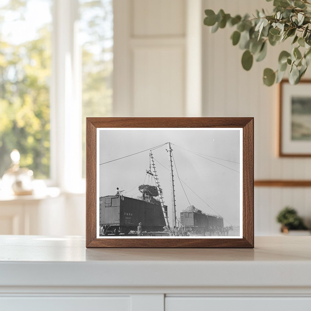 Sugarcane Hoisting in Delcambre Louisiana 1938
