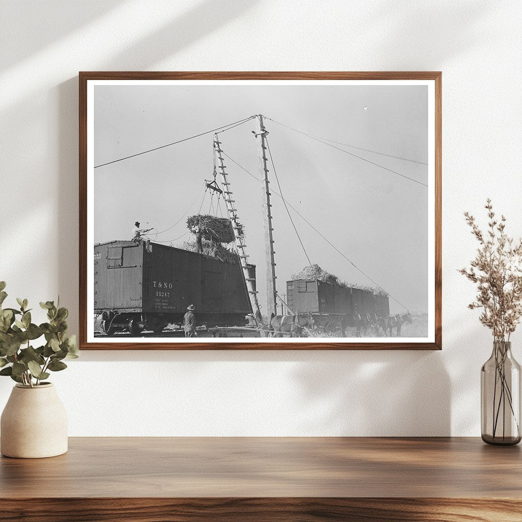 Sugarcane Hoisting in Delcambre Louisiana 1938