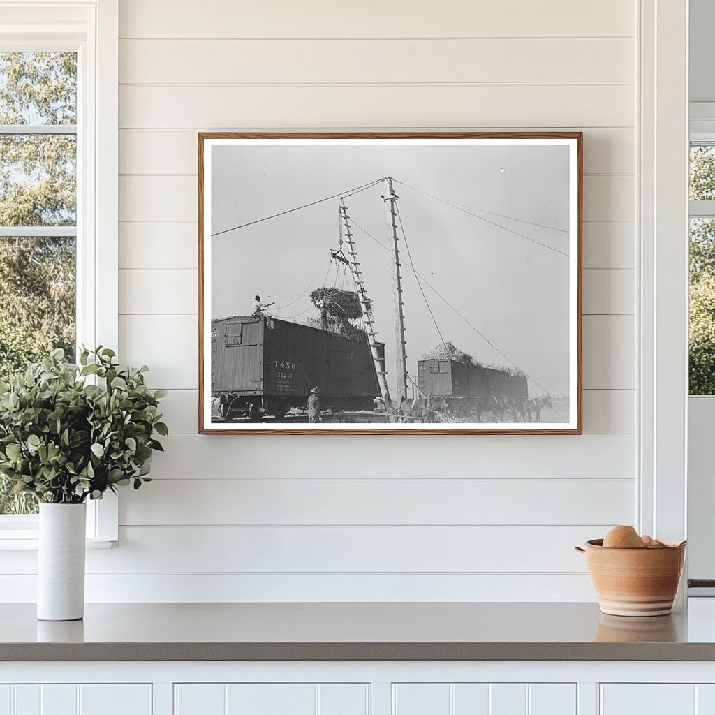 Sugarcane Hoisting in Delcambre Louisiana 1938