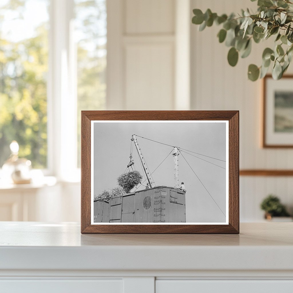 Sugarcane Loading in Delcambre Louisiana October 1938