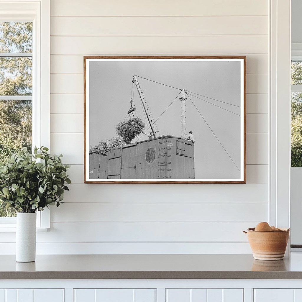 Sugarcane Loading in Delcambre Louisiana October 1938