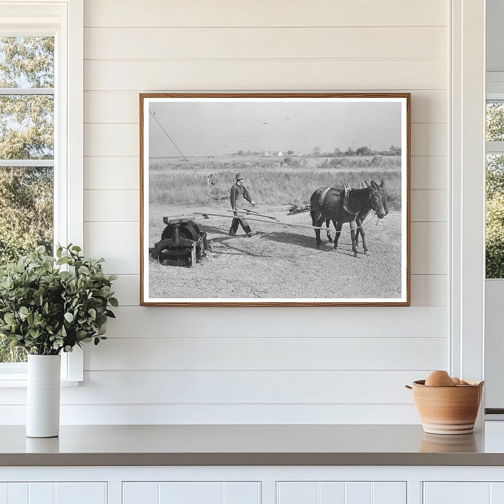 Mules Hoisting Sugarcane in Louisiana 1938