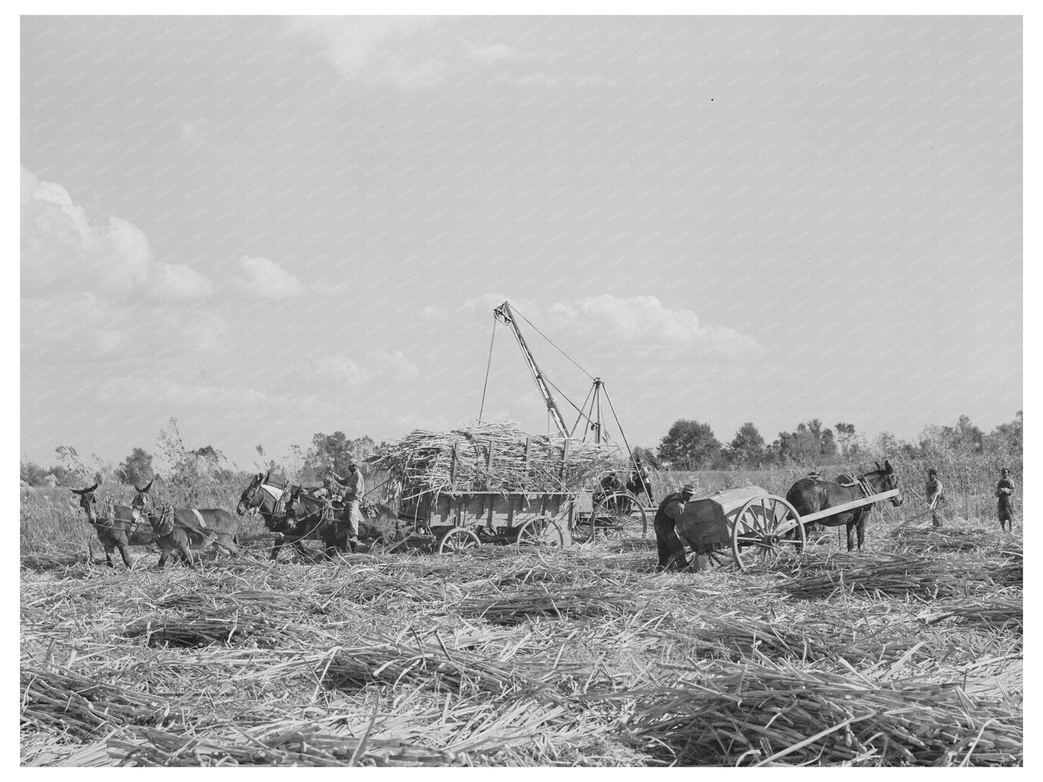 Sugarcane Harvesting in New Roads Louisiana 1938