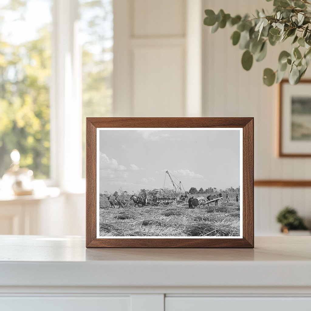Sugarcane Harvesting in New Roads Louisiana 1938