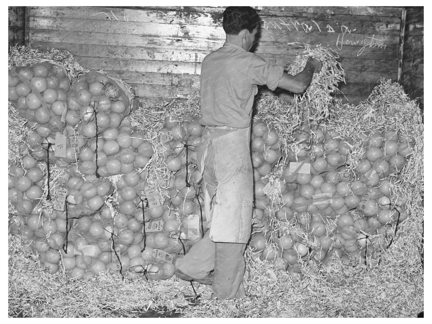 Grapefruit Packing Process Weslaco Texas February 1939
