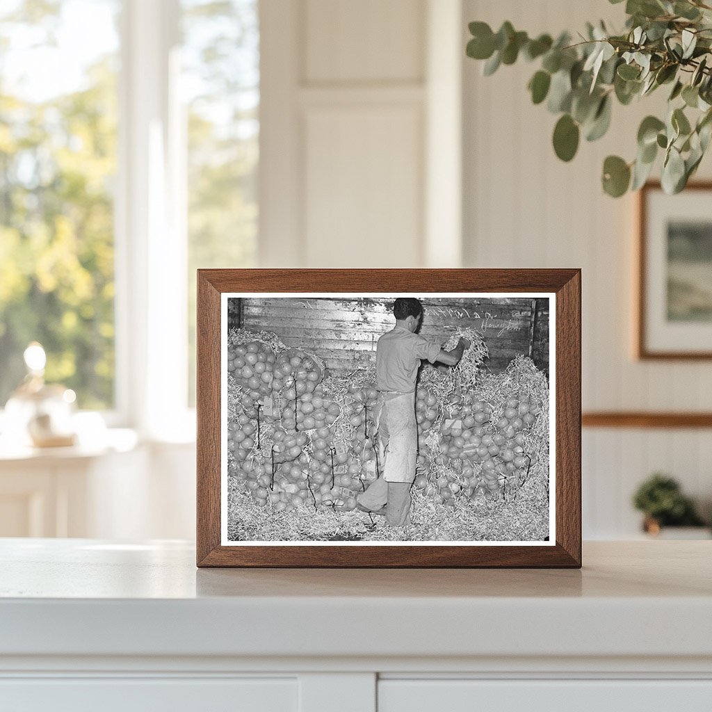 Grapefruit Packing Process Weslaco Texas February 1939