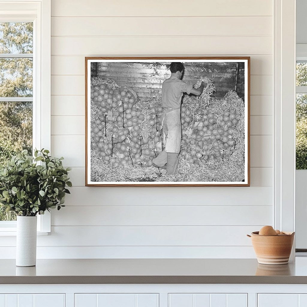 Grapefruit Packing Process Weslaco Texas February 1939