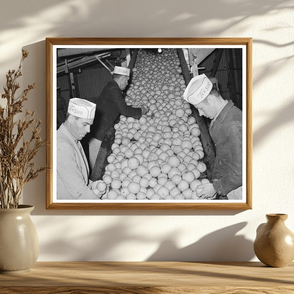 Grapefruit Processing Workers in Weslaco Texas 1939