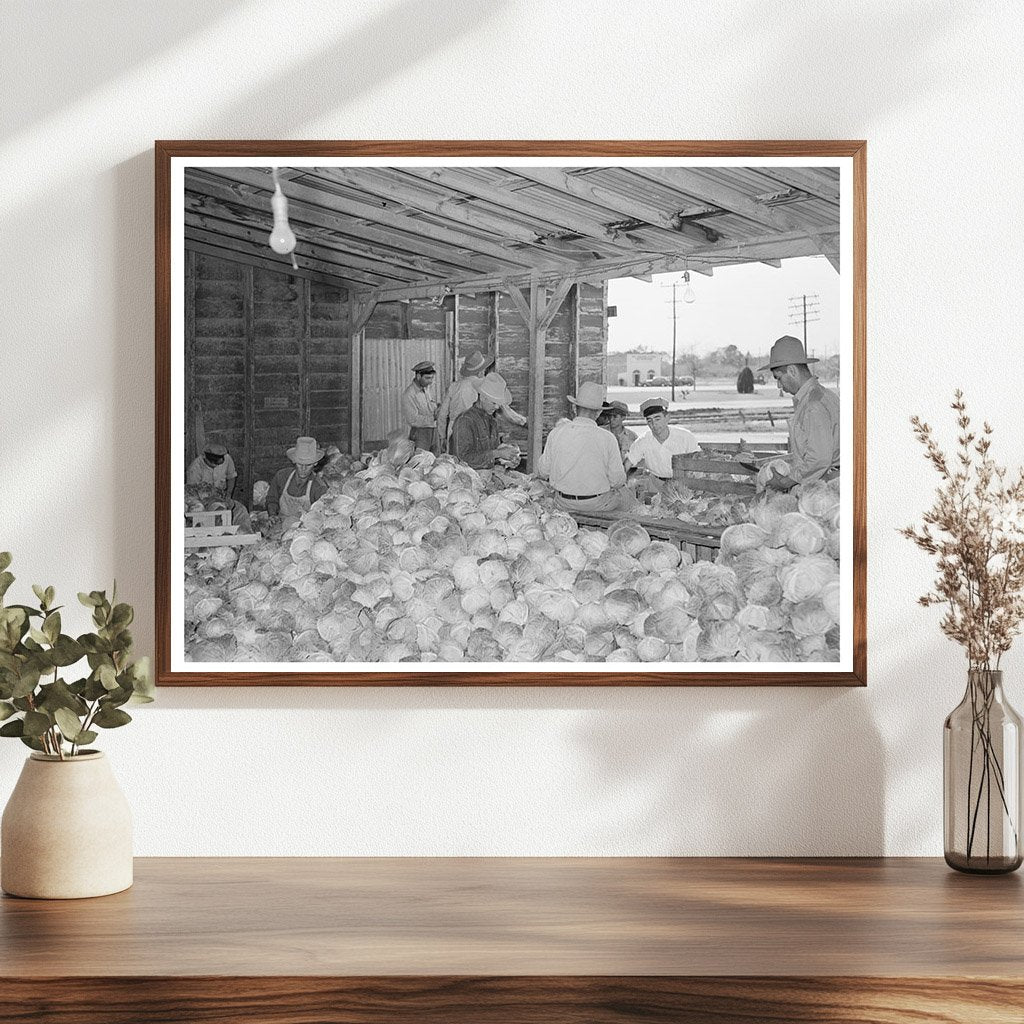 Workers Sorting Cabbages in Alamo Texas 1939
