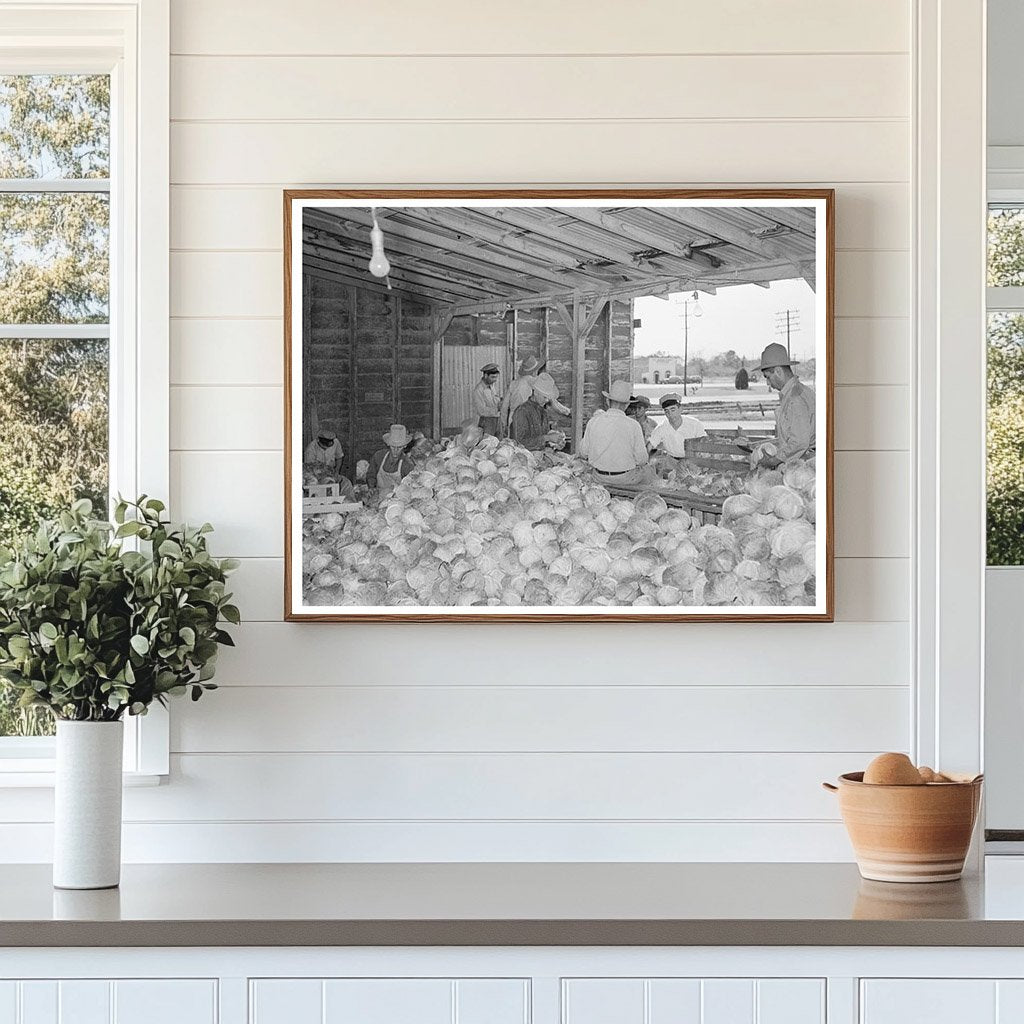 Workers Sorting Cabbages in Alamo Texas 1939