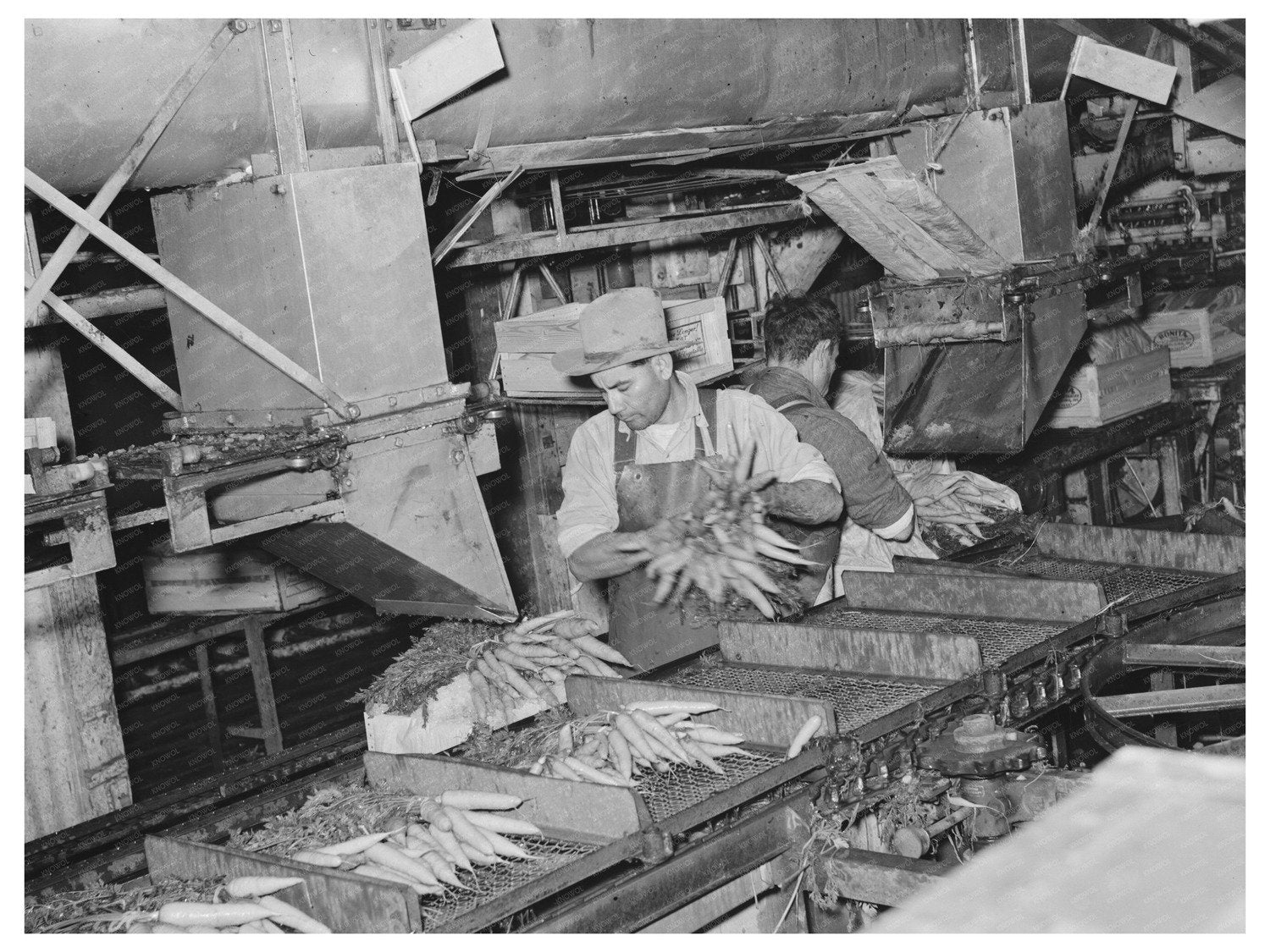 Vegetable Packing Plant Workers in Elsa Texas 1939