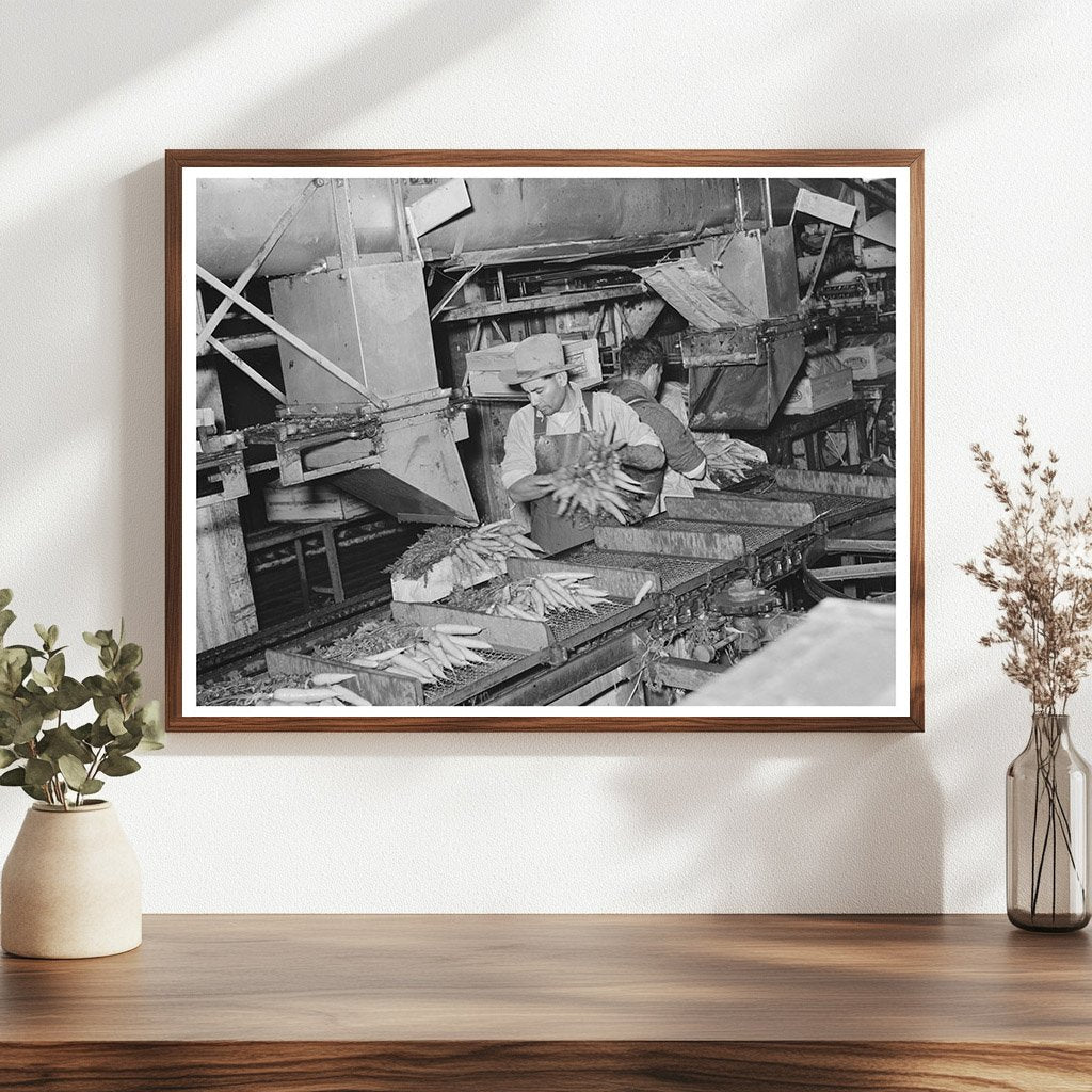 Vegetable Packing Plant Workers in Elsa Texas 1939