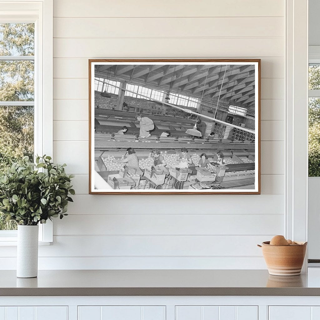 Grapefruit Packing Plant Weslaco Texas February 1939