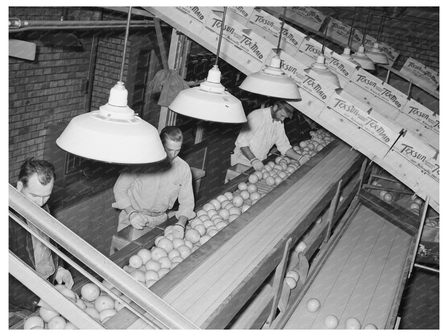Grapefruit Inspection at Weslaco Packing Plant 1939