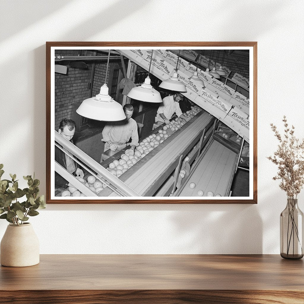 Grapefruit Inspection at Weslaco Packing Plant 1939