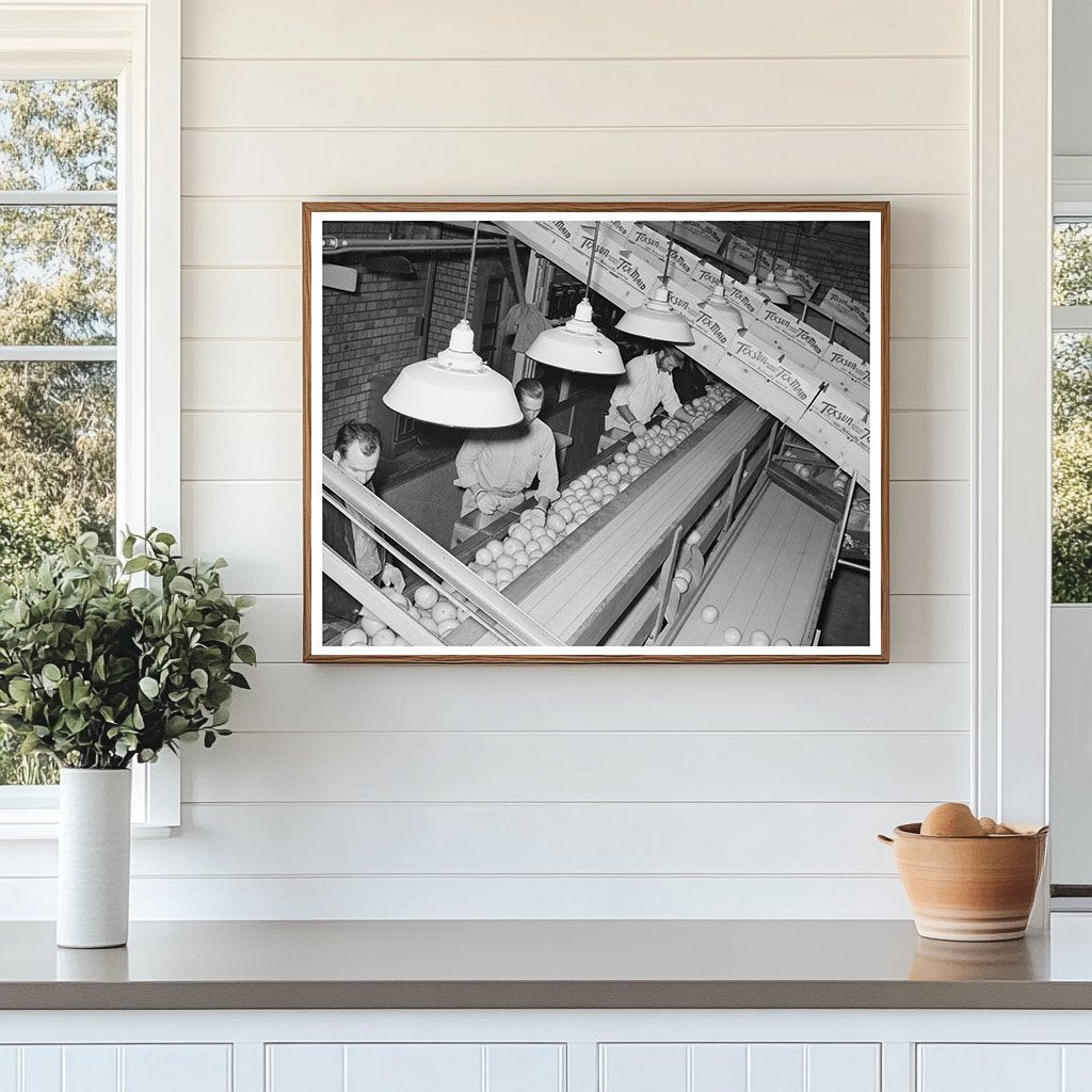 Grapefruit Inspection at Weslaco Packing Plant 1939