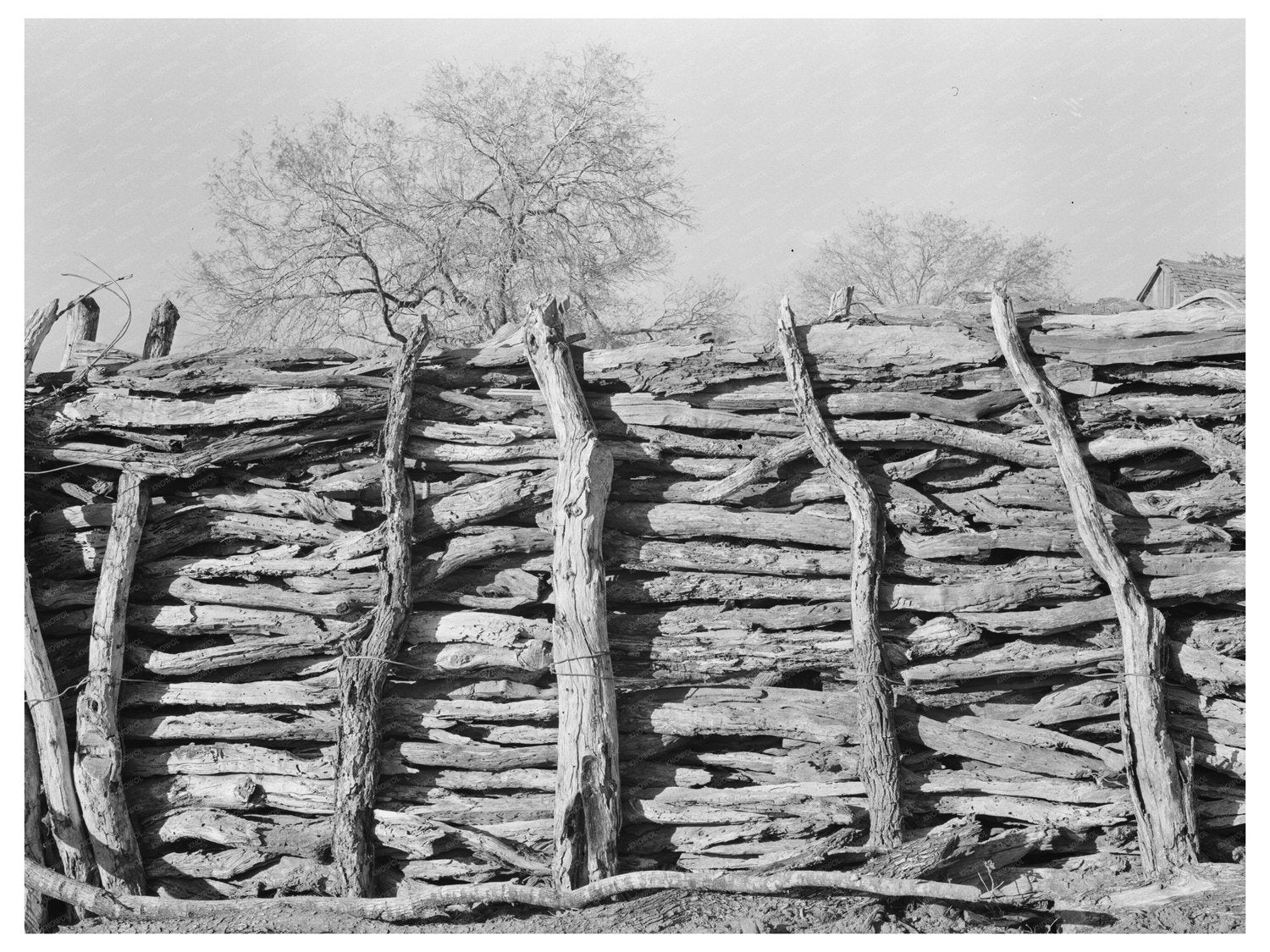 Mesquite Wood Corral in Hidalgo County Texas 1939