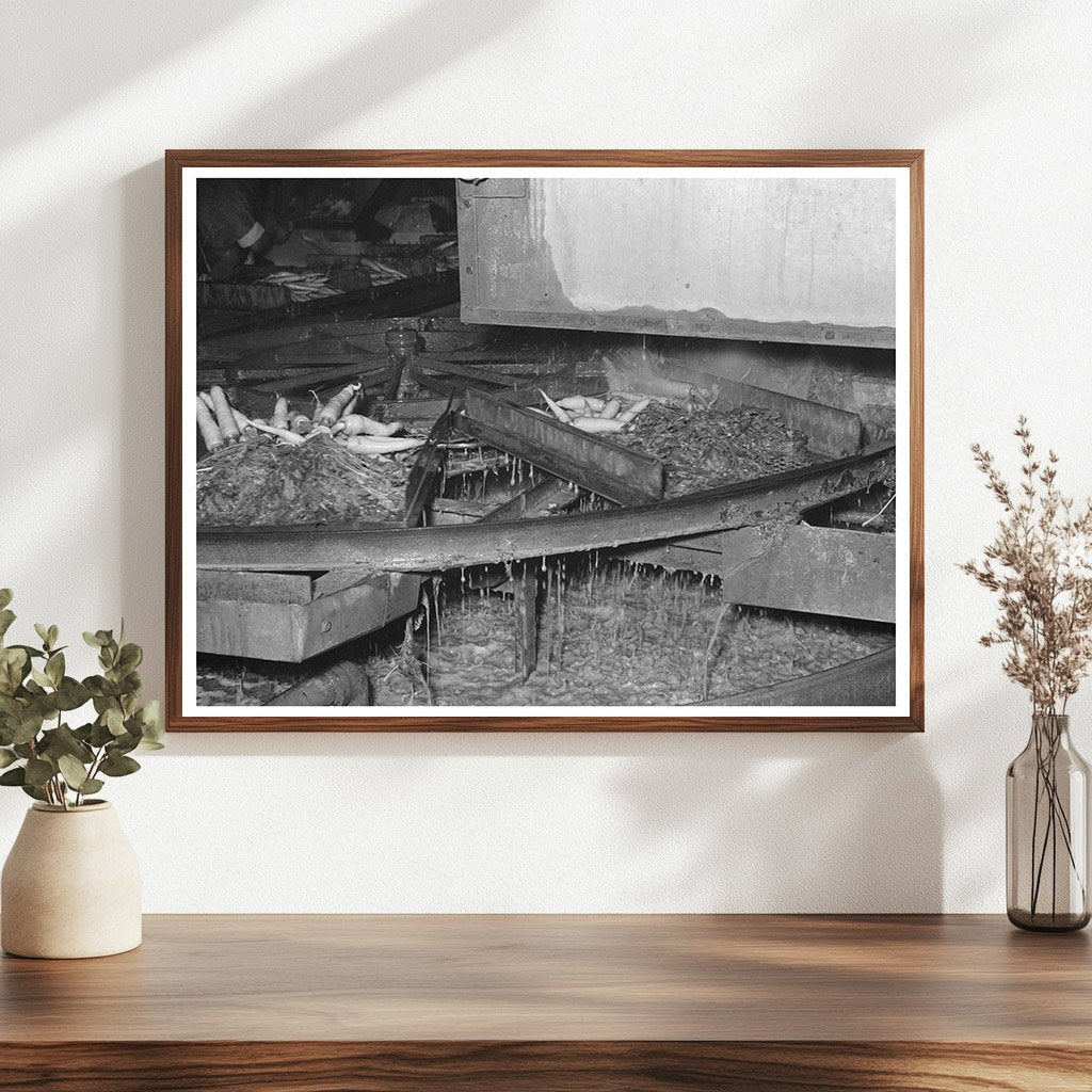 Washing Table for Carrots at Texas Vegetable Plant 1939
