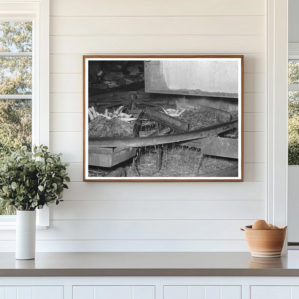 Washing Table for Carrots at Texas Vegetable Plant 1939