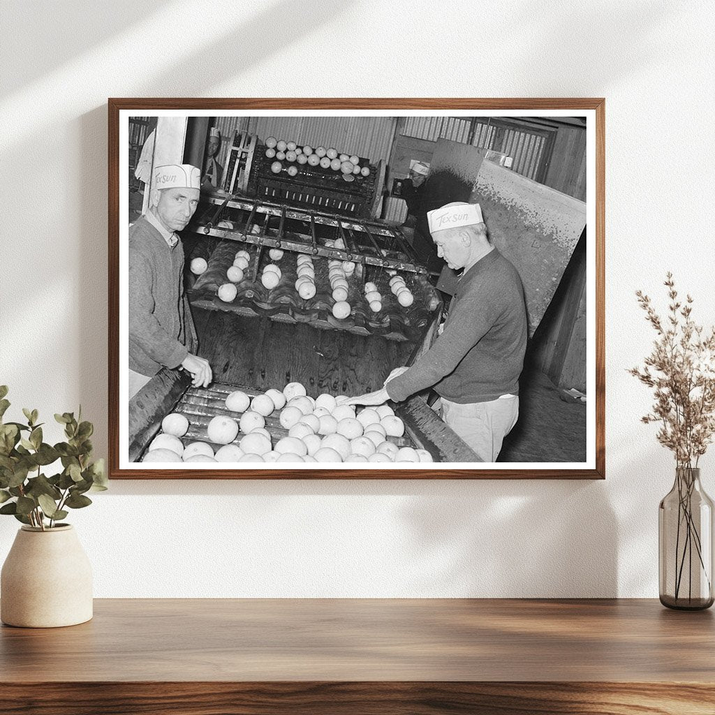 Workers Sorting Grapefruit at Texas Juice Plant 1939