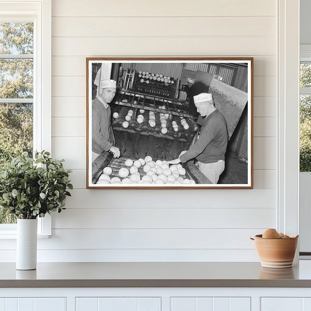 Workers Sorting Grapefruit at Texas Juice Plant 1939