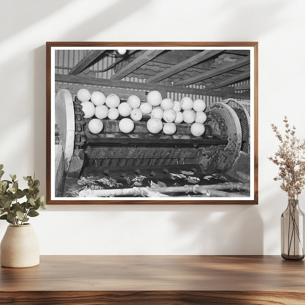 Grapefruit Processing on Conveyor Weslaco Texas February 1939