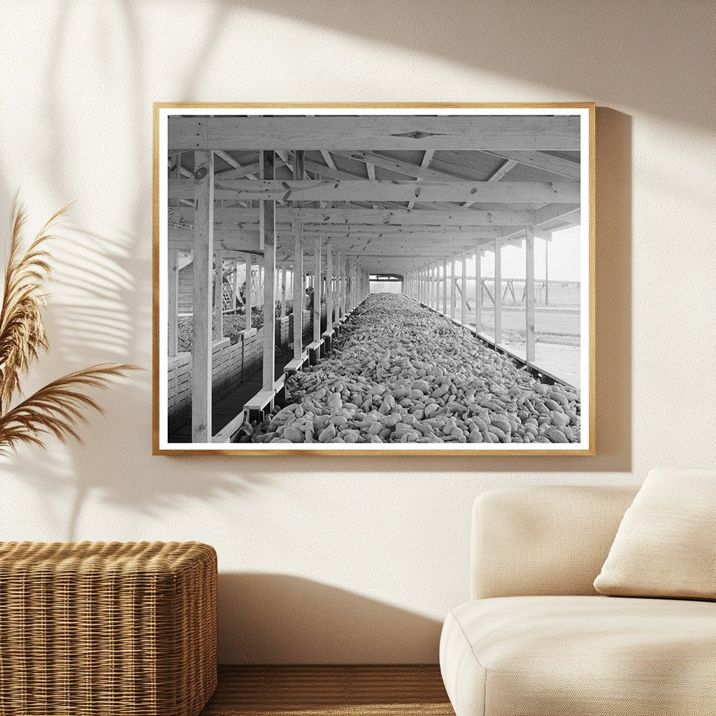 Sweet Potatoes in Bins at Mississippi Starch Plant 1938