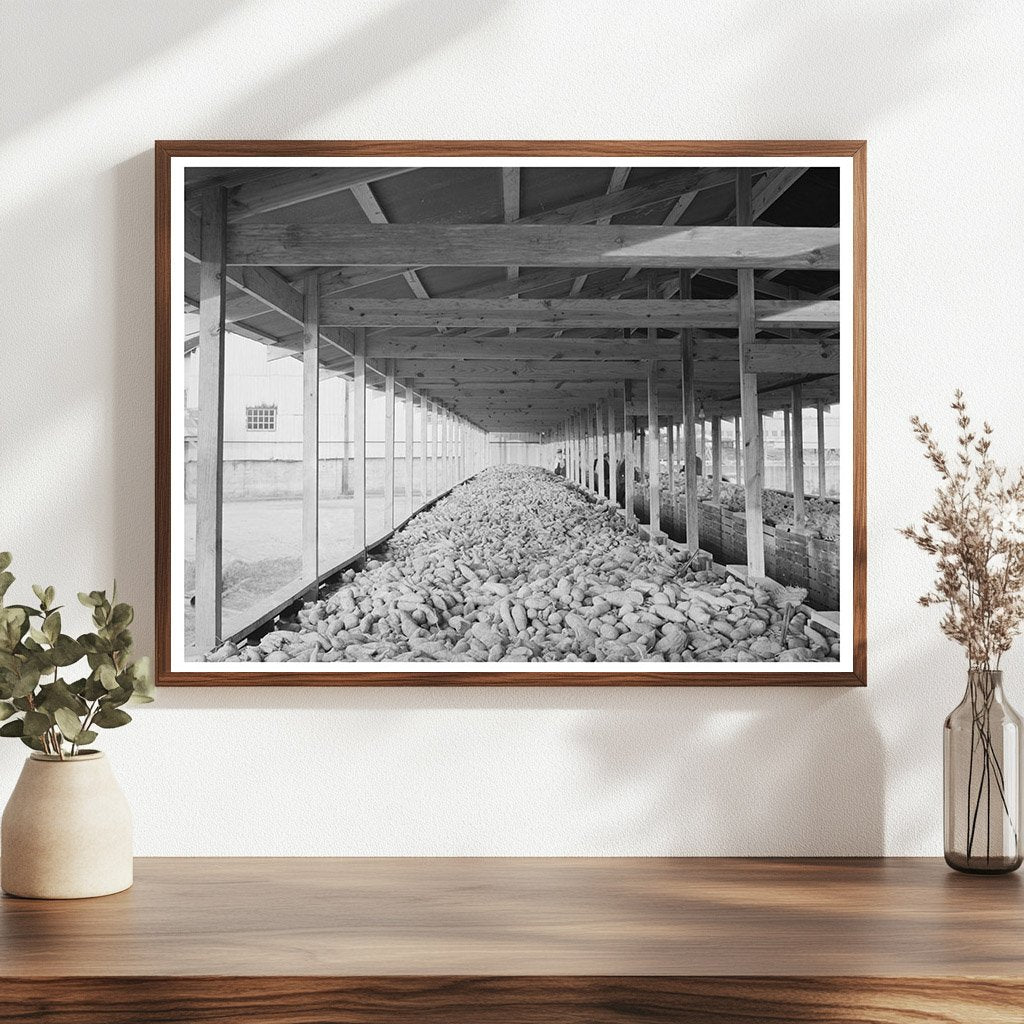 Sweet Potatoes in Bin at Laurel Mississippi Starch Plant 1938