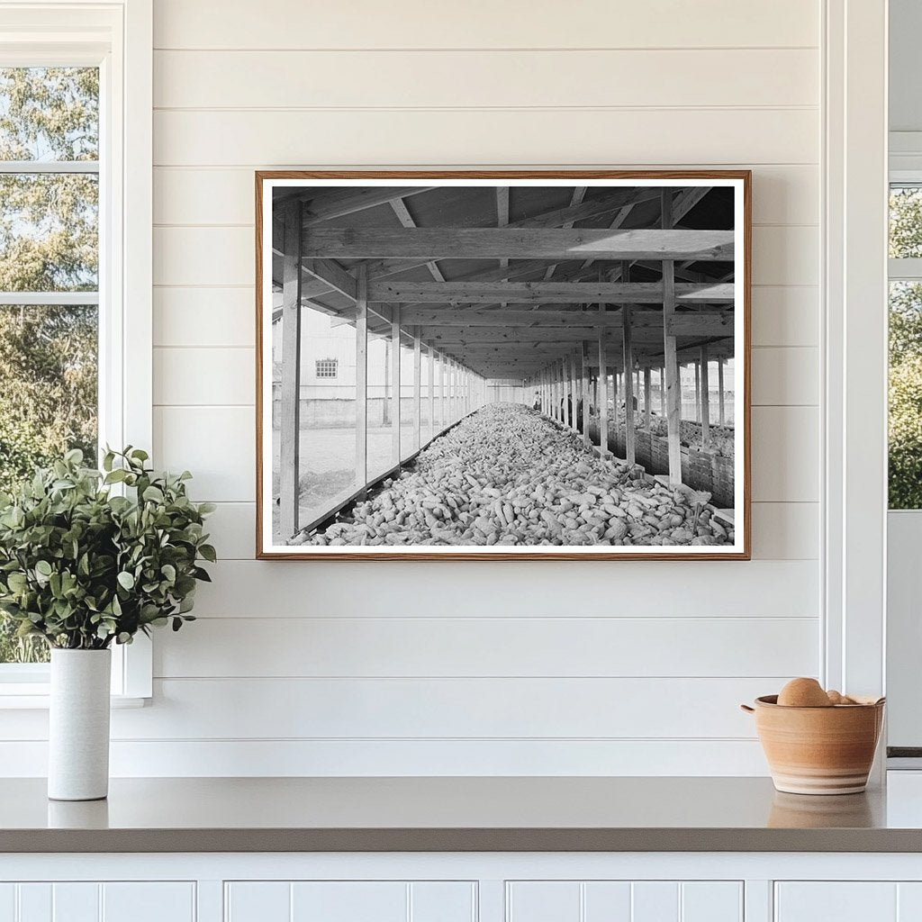 Sweet Potatoes in Bin at Laurel Mississippi Starch Plant 1938