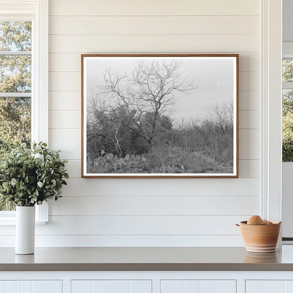 Vintage Landscape near Robstown Texas February 1939