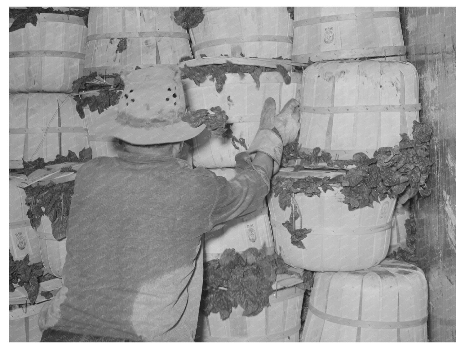 Packing Spinach in La Pryor Texas March 1939