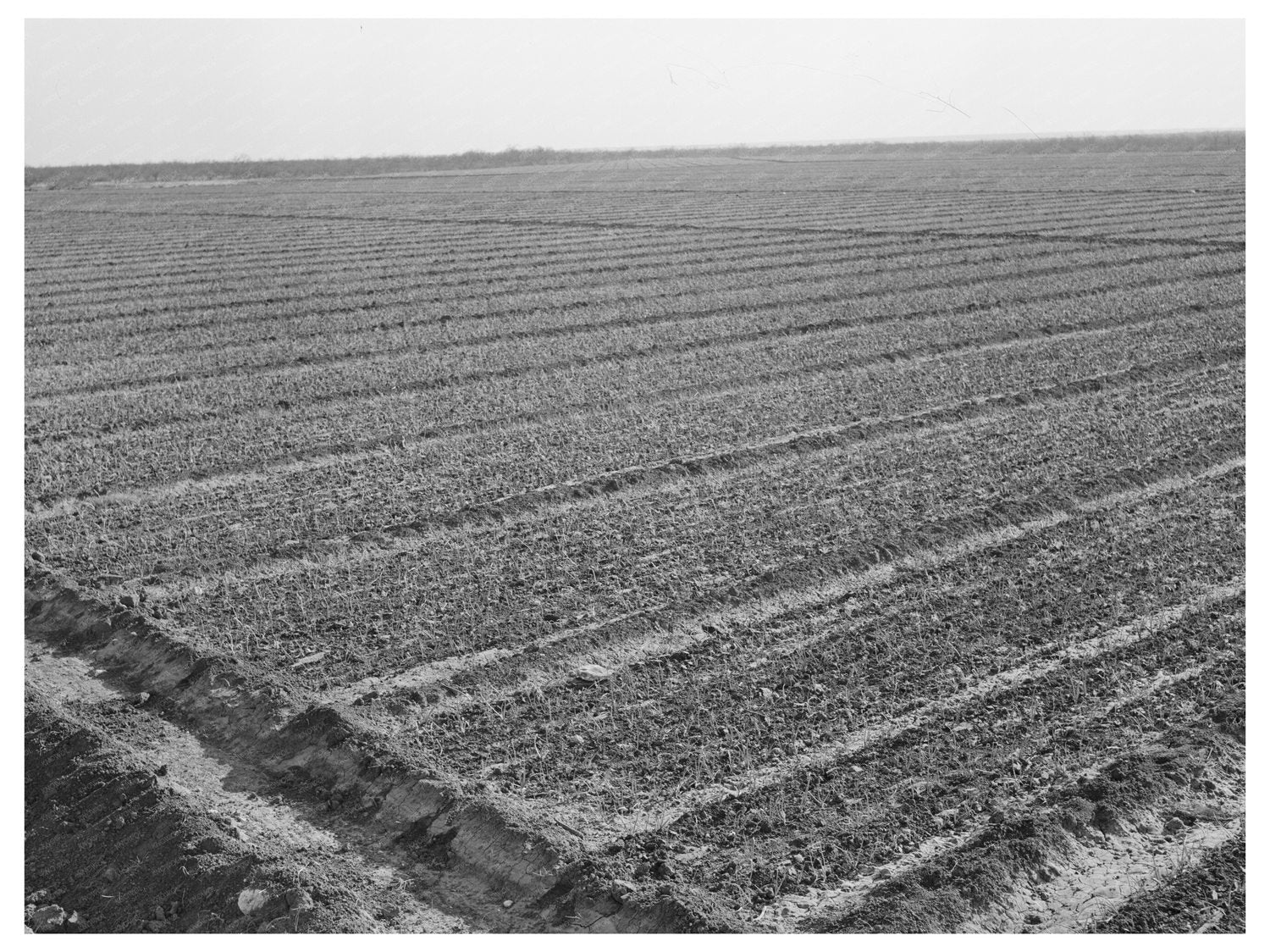 Irrigated Onion Field Eagle Pass Texas March 1939