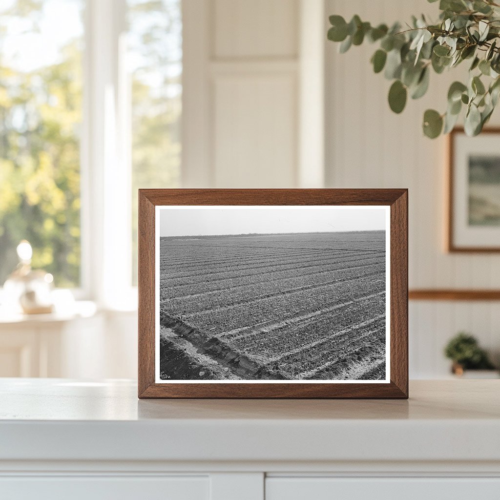 Irrigated Onion Field Eagle Pass Texas March 1939