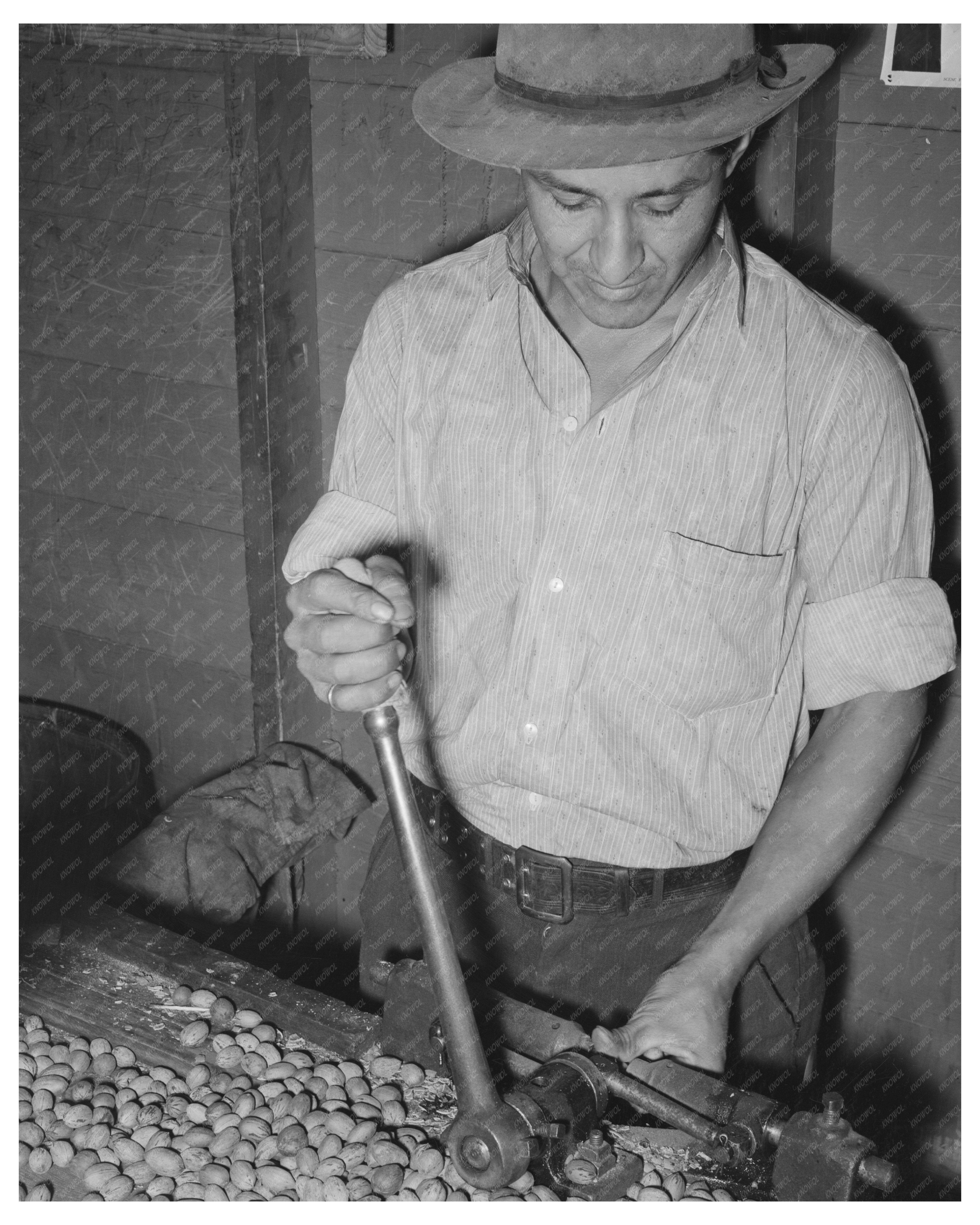 Mexican Worker Cracking Pecans San Antonio 1939