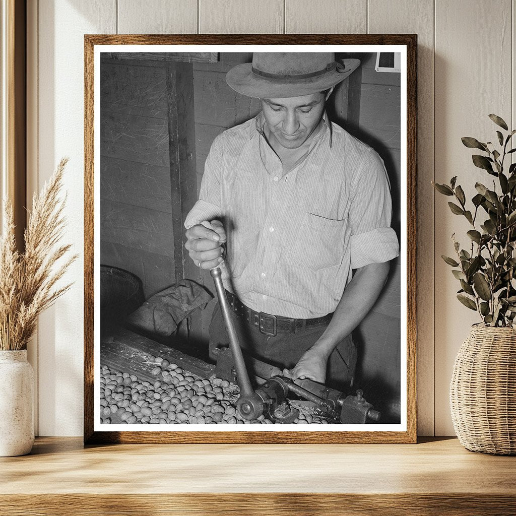 Mexican Worker Cracking Pecans San Antonio 1939