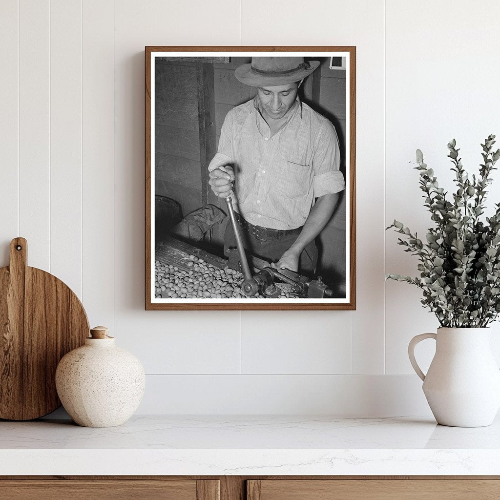 Mexican Worker Cracking Pecans San Antonio 1939