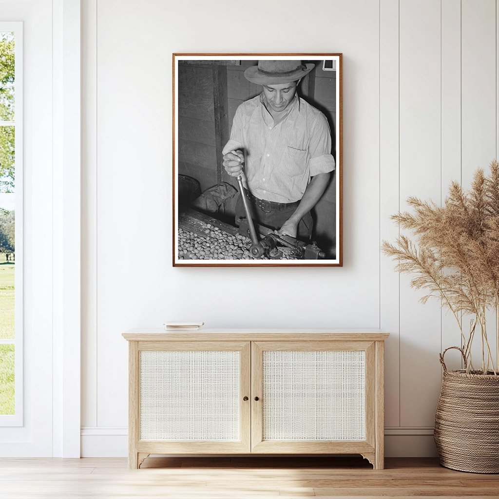 Mexican Worker Cracking Pecans San Antonio 1939