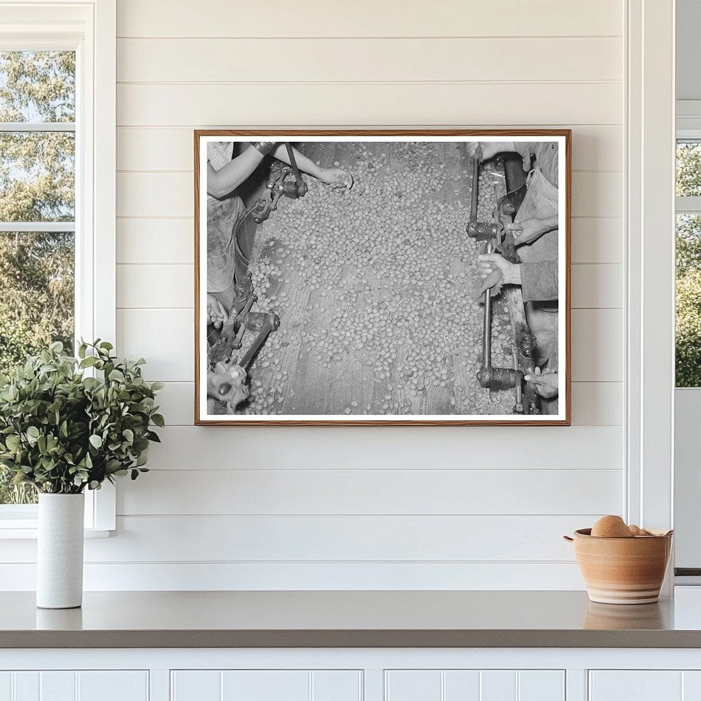 Mexican Pecan Shellers at San Antonio Plant 1939